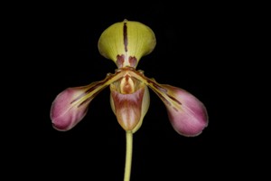 Paph. tigrinum Huntington - SD Zoo FCC 90 pts.